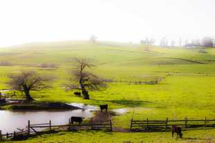 Pastoral pasture-1 Pastoral pasture-1